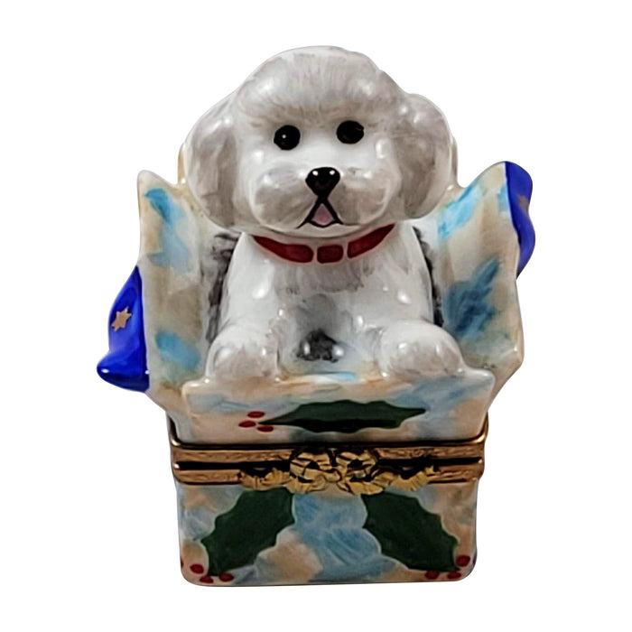 Dog in gift box