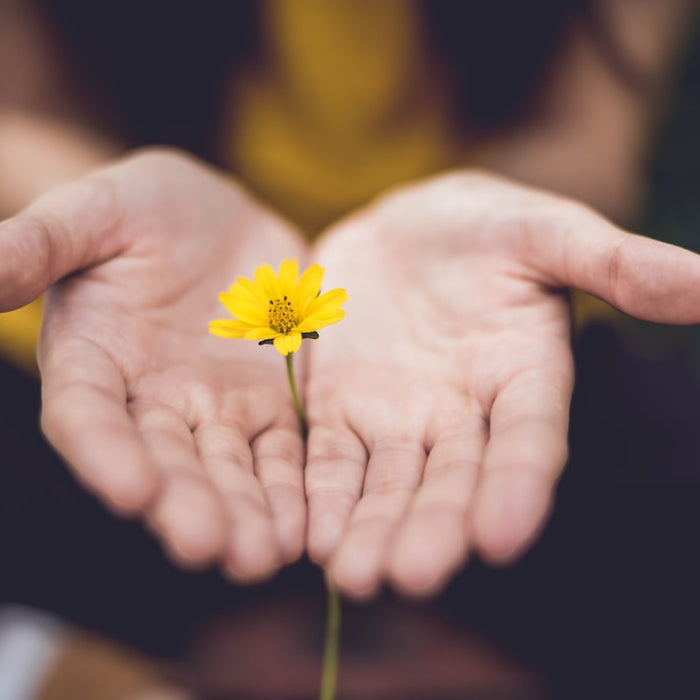 Close-up of hands gently holding a small yellow flower symbolizing delicate art like hand painted porcelain