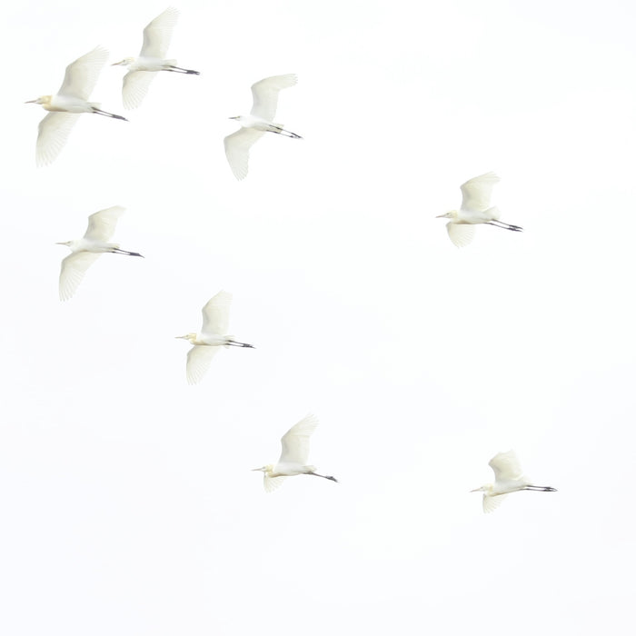 a flock of birds flying through a white sky