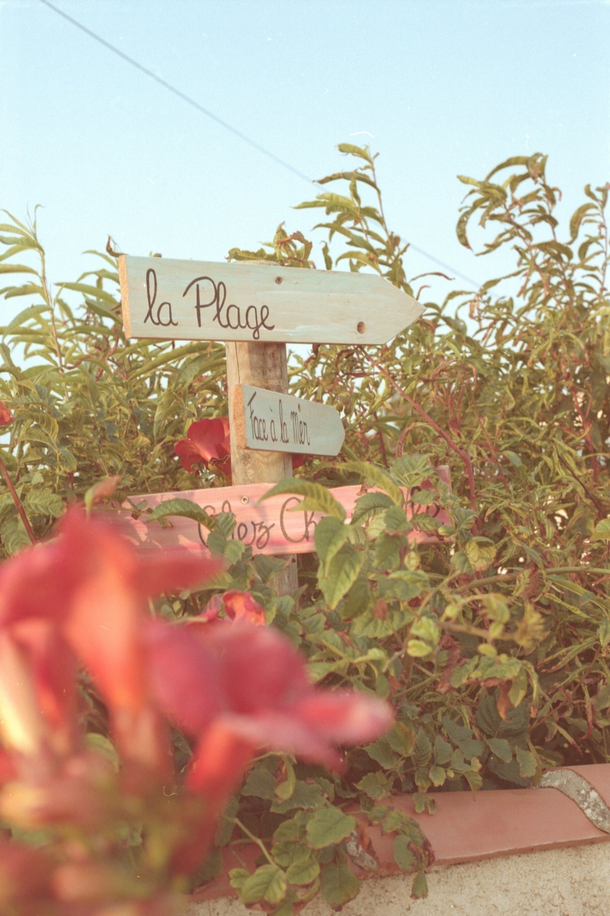 a wooden sign sitting in the middle of a garden