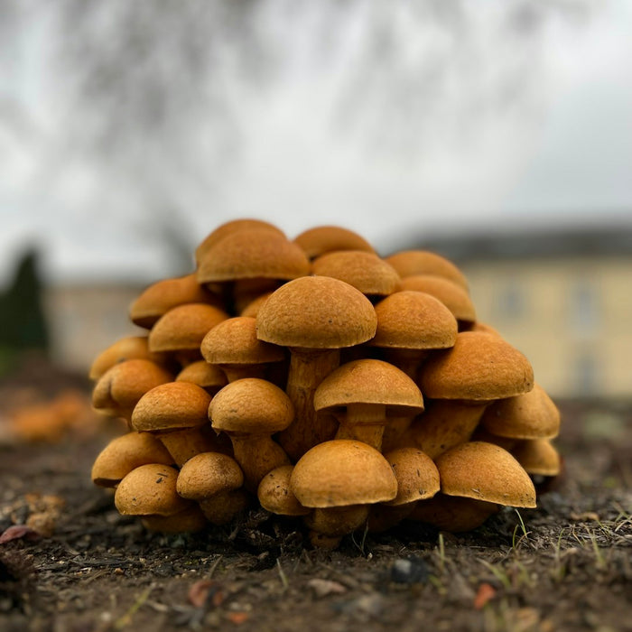 The Rise of Limoges Porcelain: An Enduring Tale of Elegance