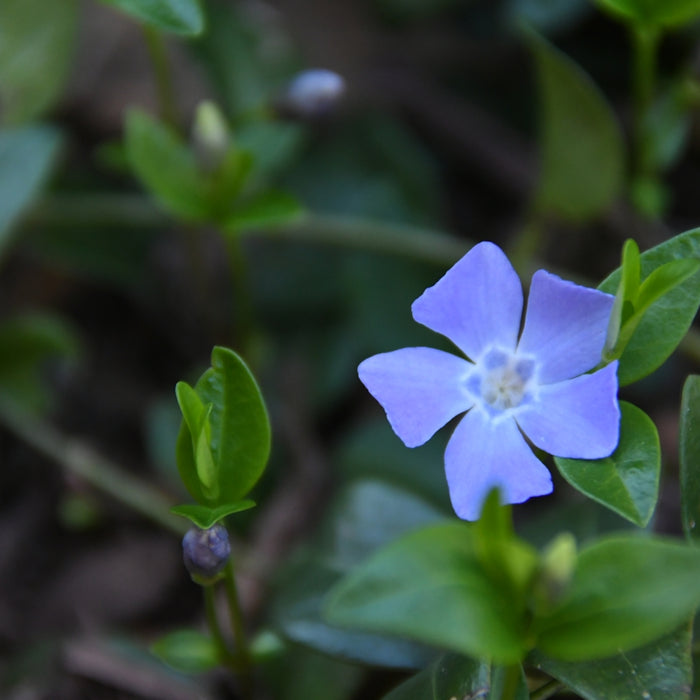 a blue flower with green leaves in the background