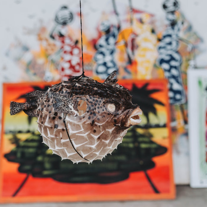 a close up of a bird on a string