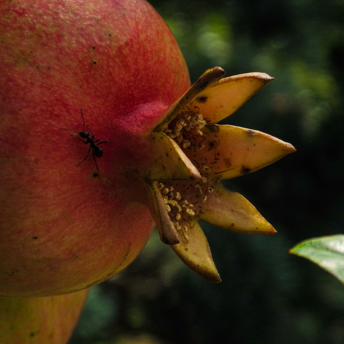A black ant crawling on the red skin of a pomegranate fruit