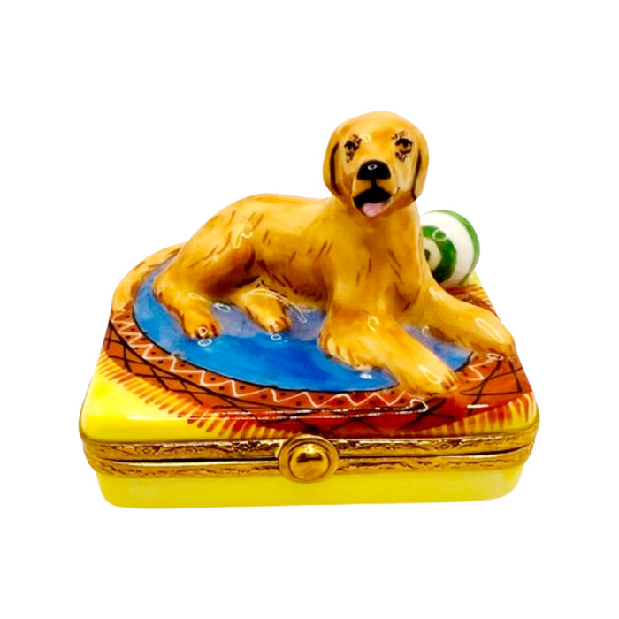 Golden Retriever Dog