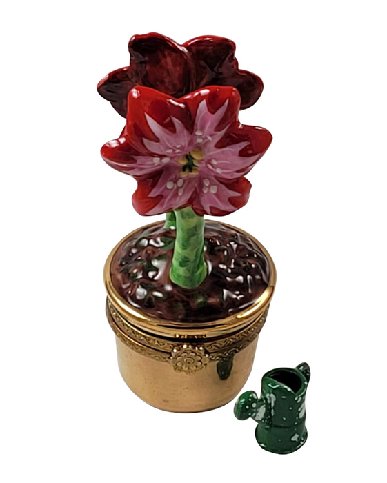 Red AMARYLLIS Flowers w WATERING CAN
