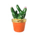 Cactus Garden Limoges Box for Nature Lovers Porcelain Limoges Flowers home French Trinket Box