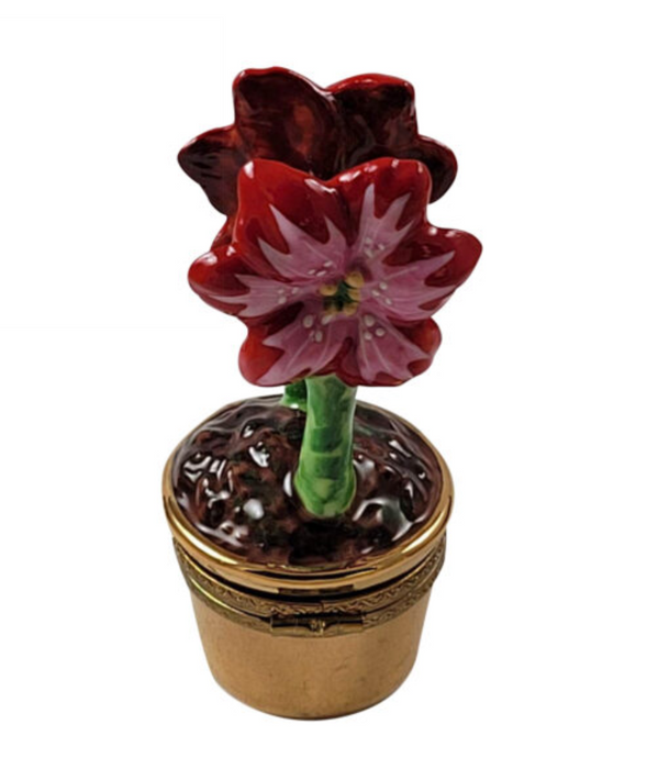 Red AMARYLLIS Flowers w WATERING CAN