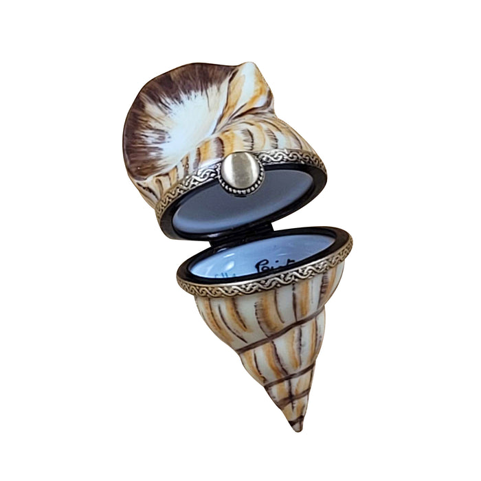 Ocean seashell conch