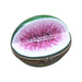 Whimsical Watermelon Limoges Box for Fruit Lovers Porcelain Limoges fruit French Trinket Box