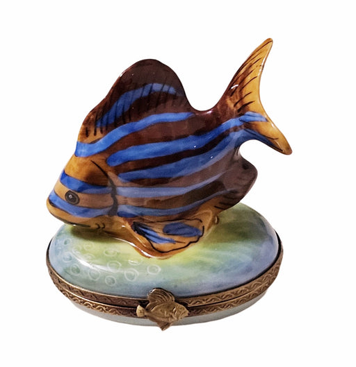 blue and yellow fish in a box Cubicus Boxfish: Saltwater Aquarium for Marine Aquariums LiveAquaria These adorable aquatic ocean plush animals are incredibly detailed with printed fabric Tropical Yellow Fish Display Blue