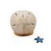 Sand Dollar with Starfish Limoges Box - Limoges Box Boutique